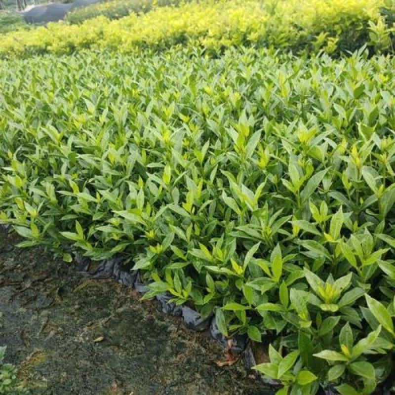 大叶栀子小叶栀子大量供应