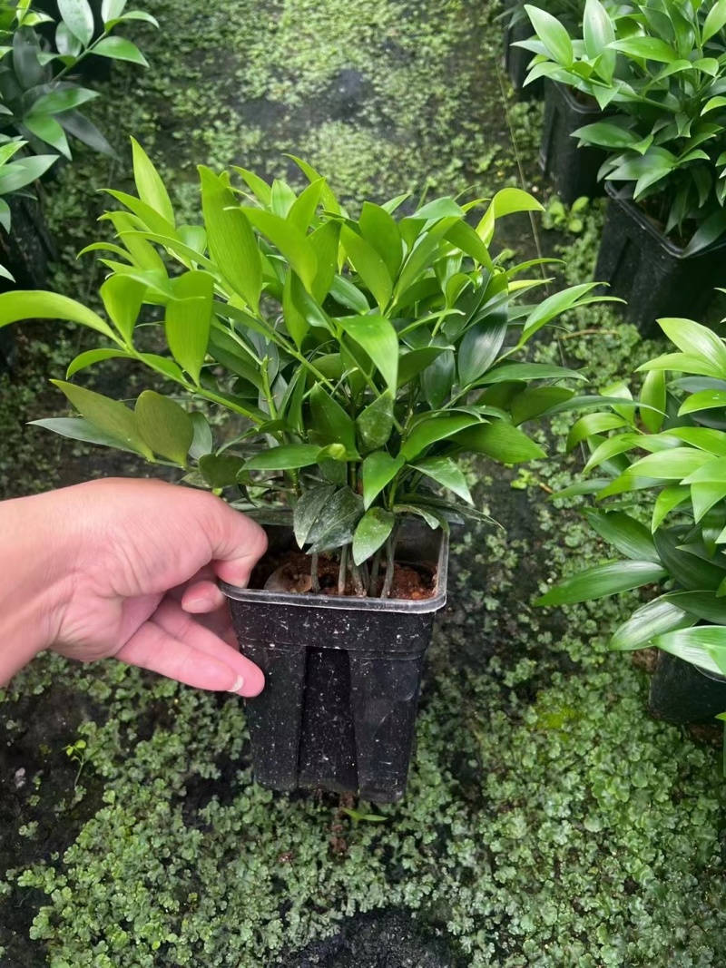 圆叶竹柏
