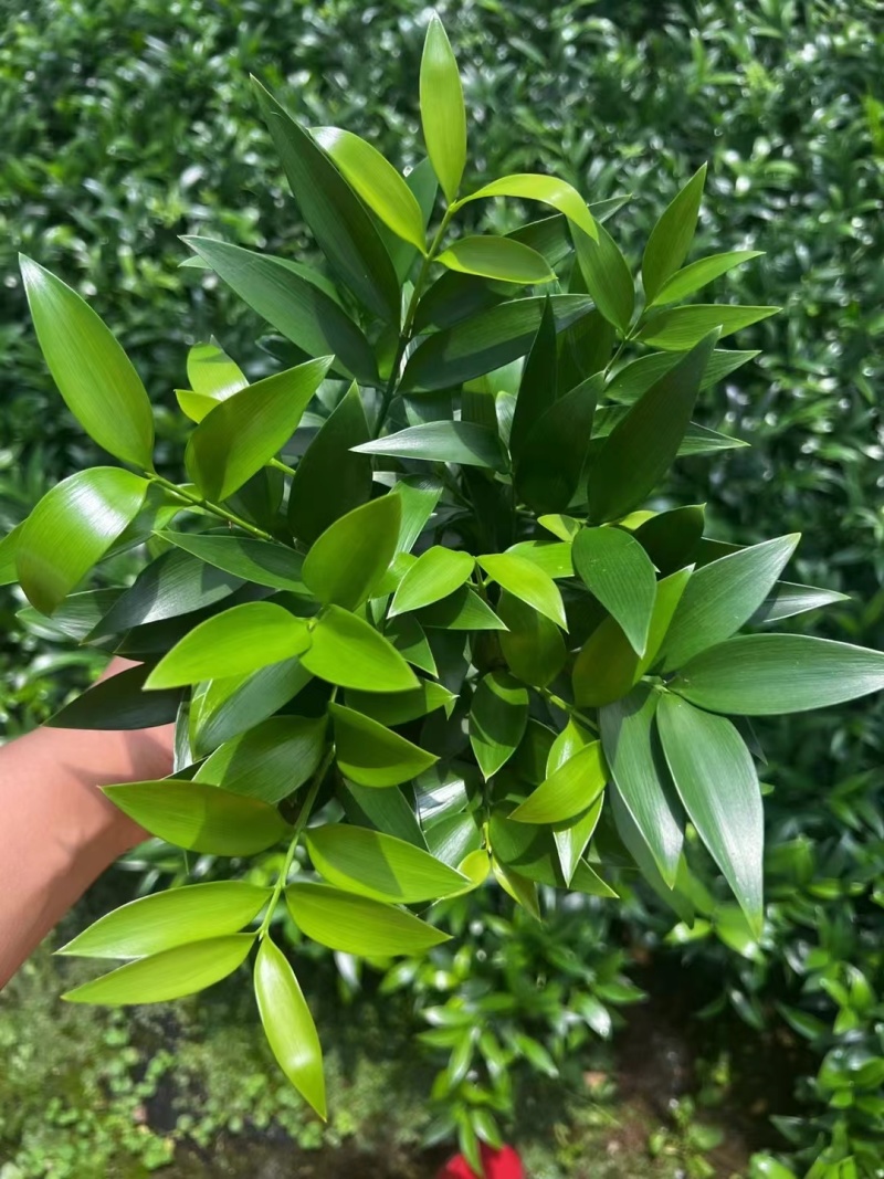 圆叶竹柏
