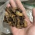 蛴螬蛴螬干老母虫干实拍发货如图现货