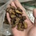 蛴螬蛴螬干老母虫干实拍发货如图现货