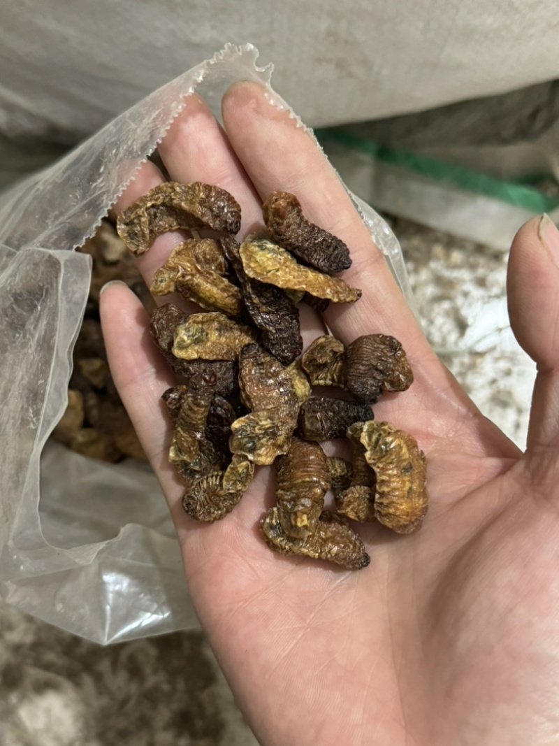 蛴螬蛴螬干老母虫干实拍发货如图现货