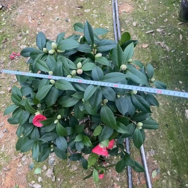 茶花