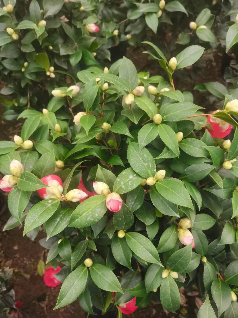 茶花