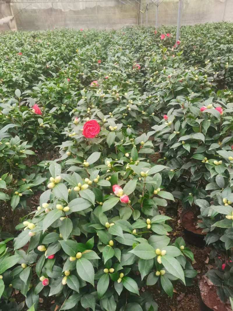 茶花