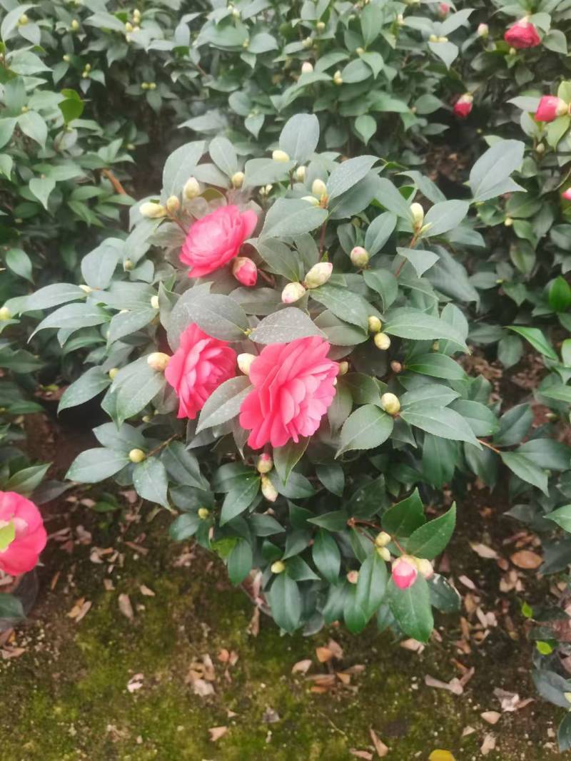 茶花