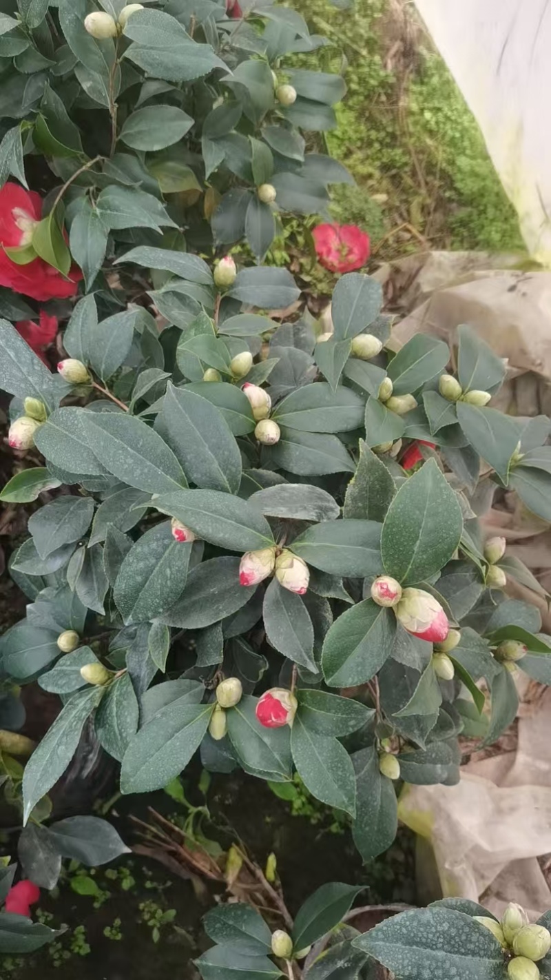 茶花