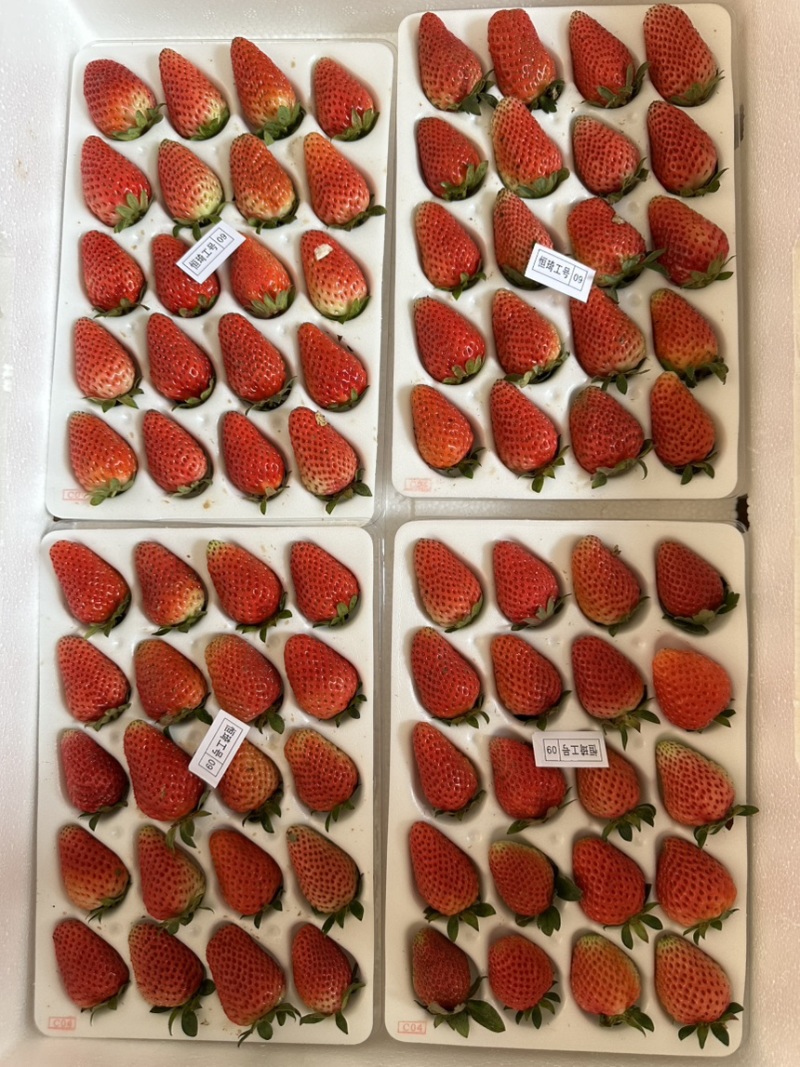 云南冬草莓