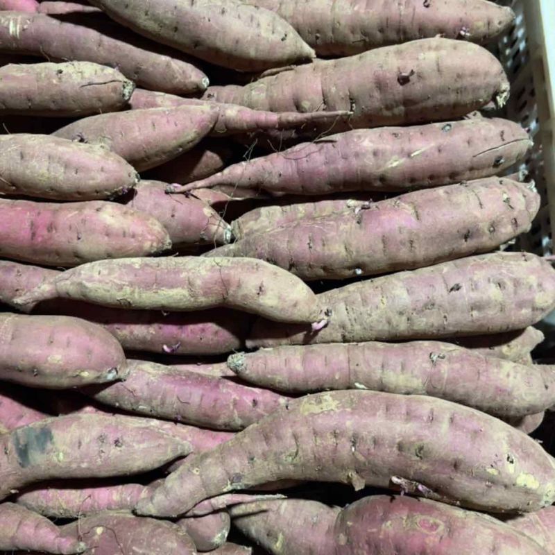 红瑶蜜薯日本红瑶产地直发品种齐全量大从优