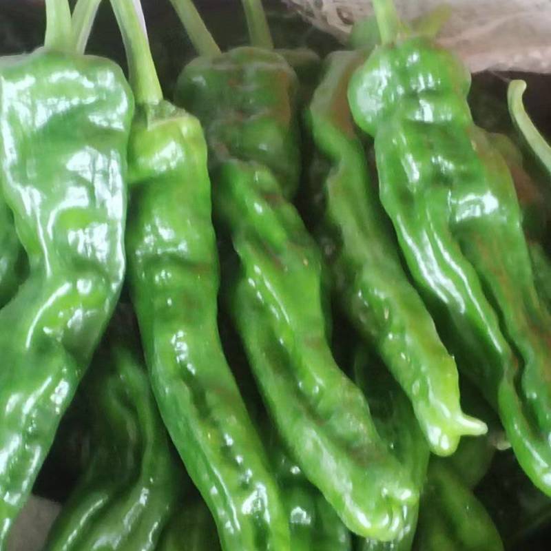 小皱皮辣椒
