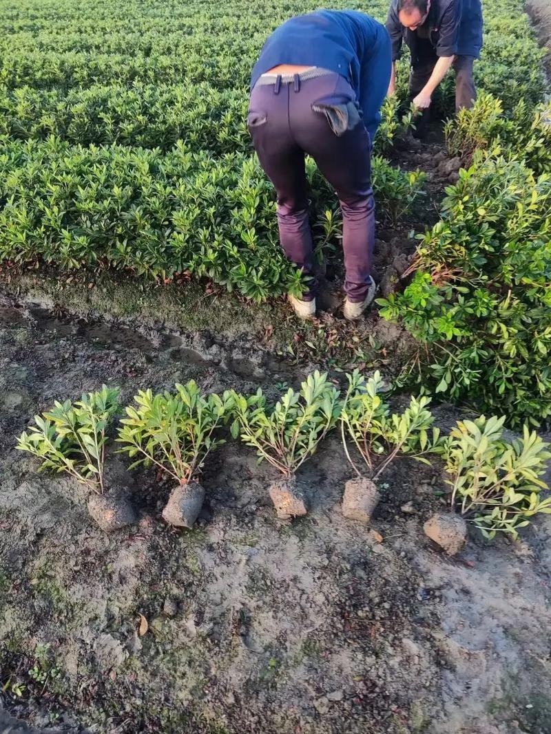 毛娟毛球供应，欢迎电话咨询