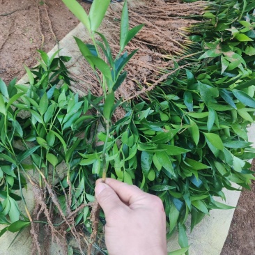 裸根竹柏苗