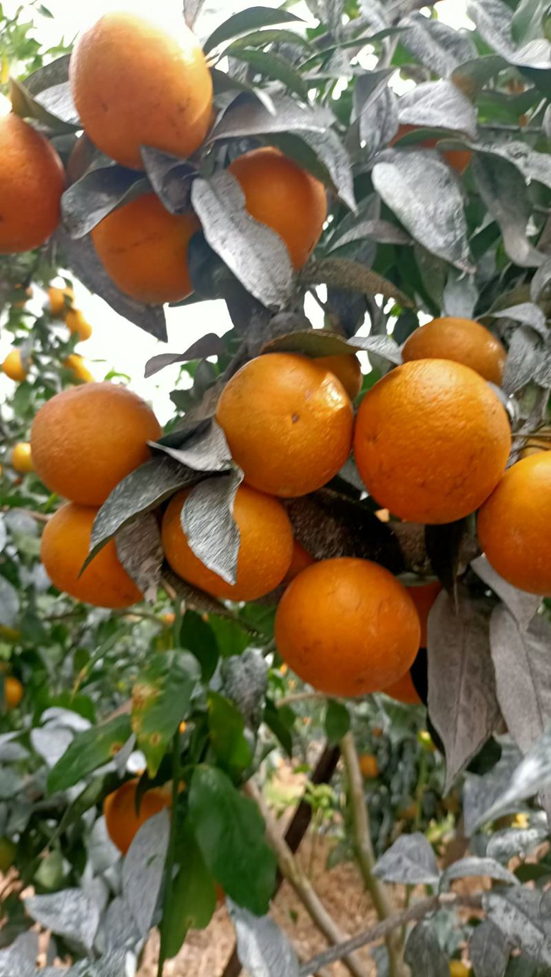 广西南宁市上林县优质沃柑大量上市。