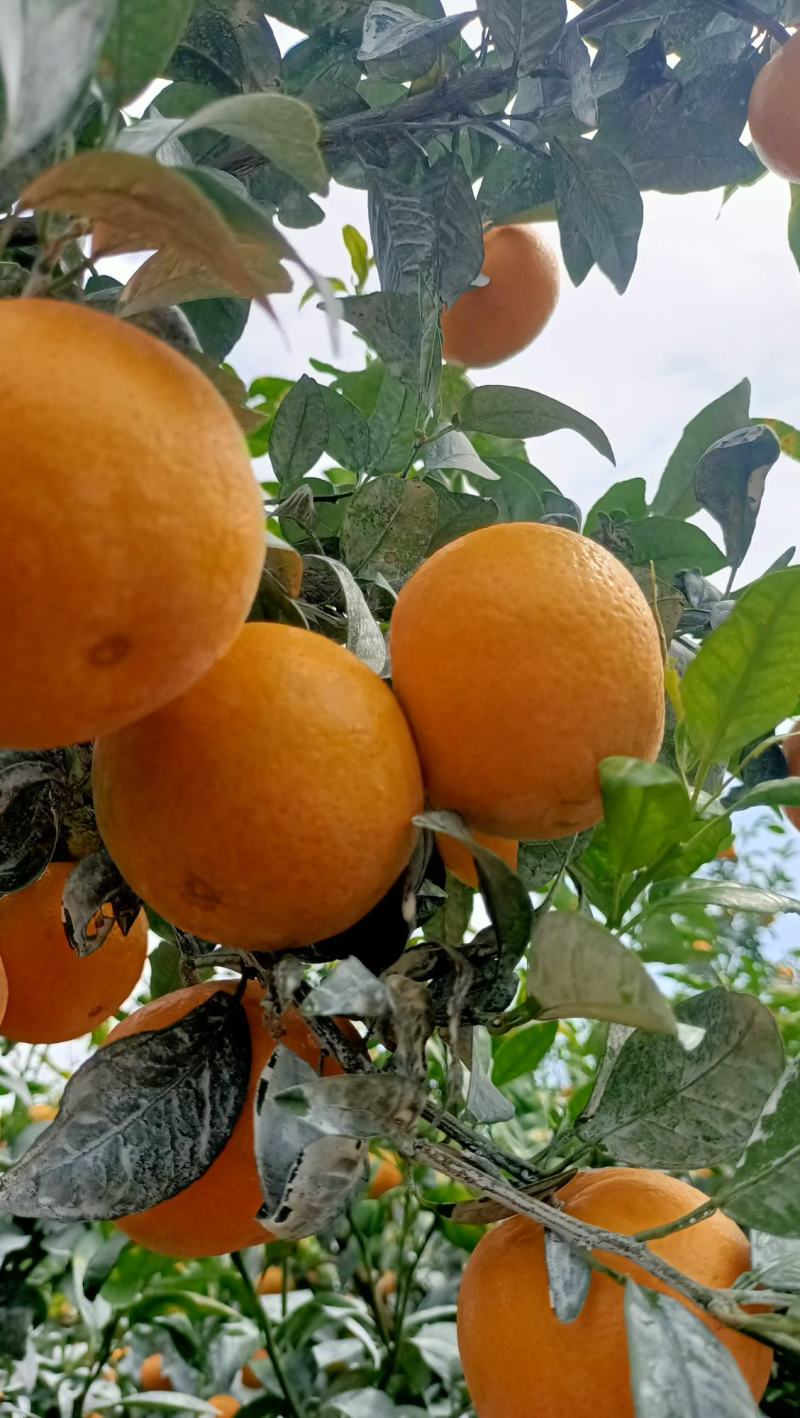 广西南宁市上林县优质沃柑大量上市。