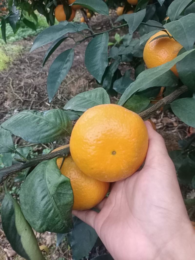 广西南宁市上林县优质沃柑大量上市。