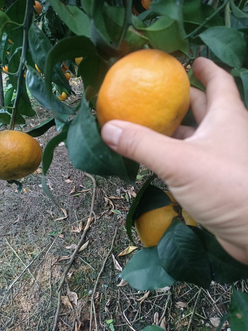 广西南宁市上林县优质沃柑大量上市。