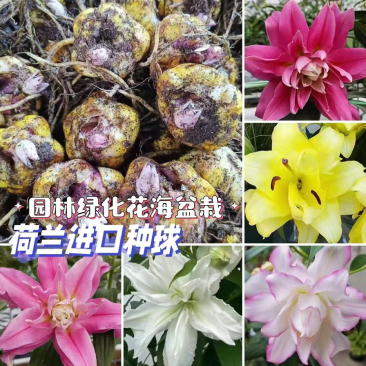 荷兰进口香水百合种球，电商，园林，绿化花海，种植，切花，