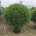 2411苗圃供应木麻黄球1.5-2米高袋苗园林绿化