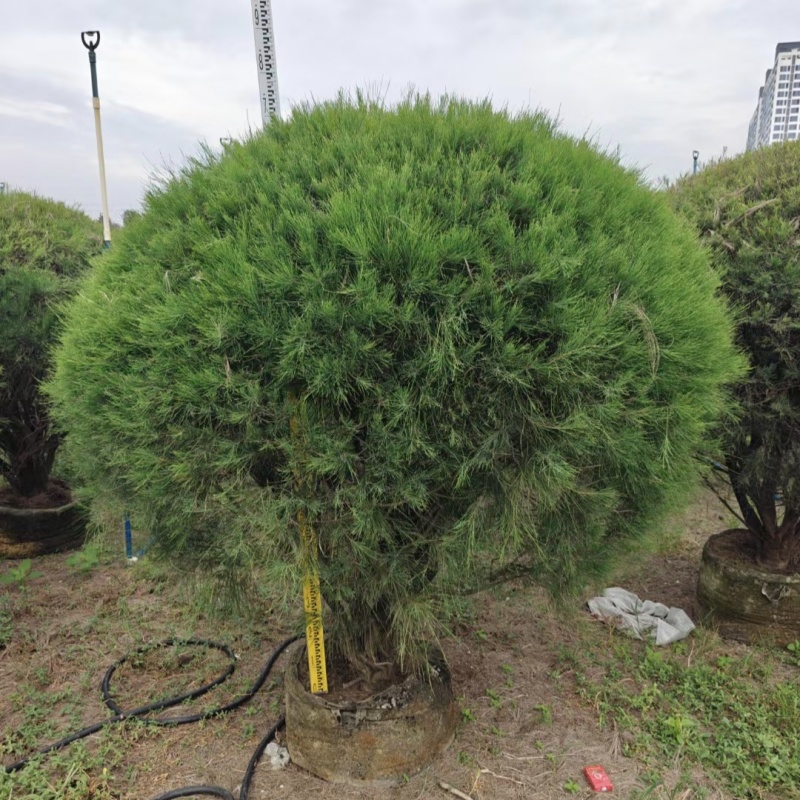 2411苗圃供应木麻黄球1.5-2米高袋苗园林绿化