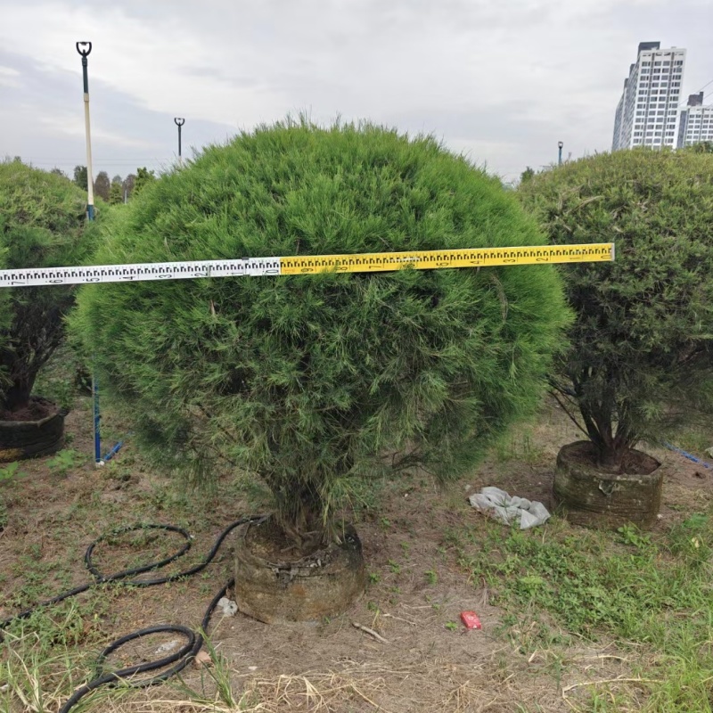 2411苗圃供应木麻黄球1.5-2米高袋苗园林绿化