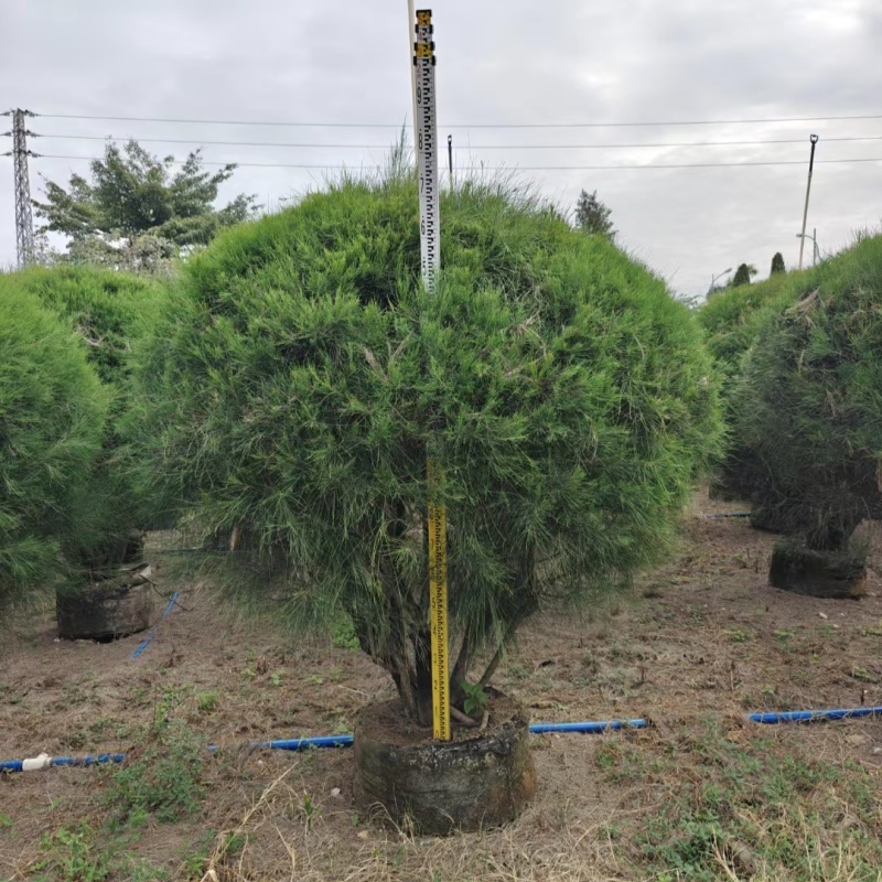 2411苗圃供应木麻黄球1.5-2米高袋苗园林绿化