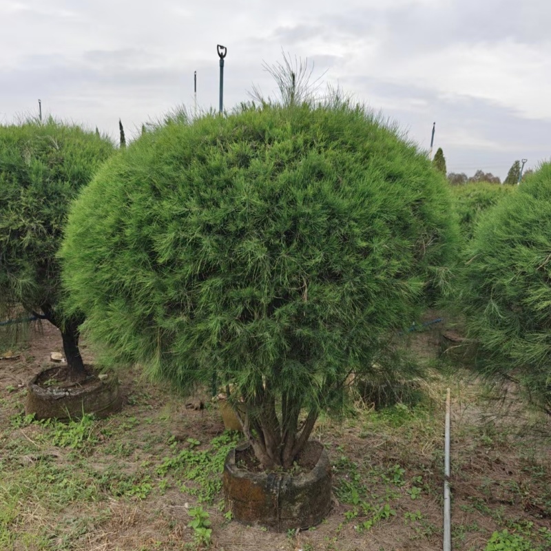 2411苗圃供应木麻黄球1.5-2米高袋苗园林绿化