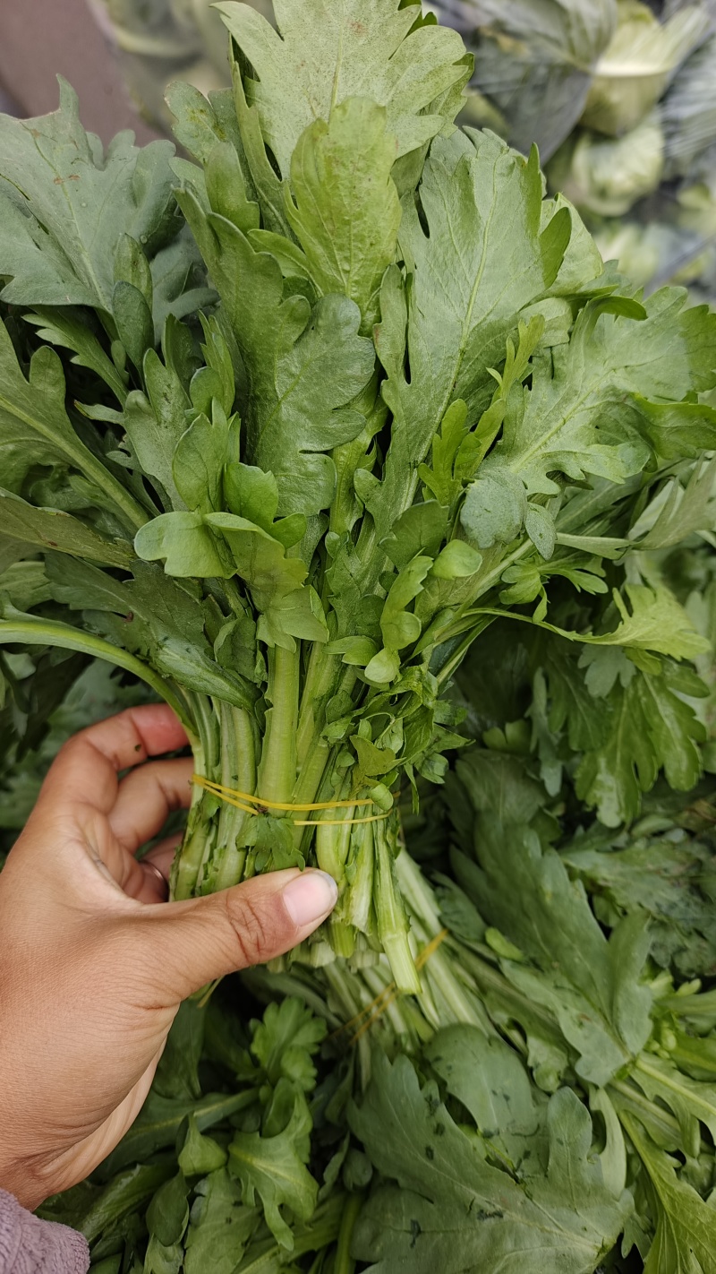 湖北茼蒿，支持配菜，有需要的请联系我