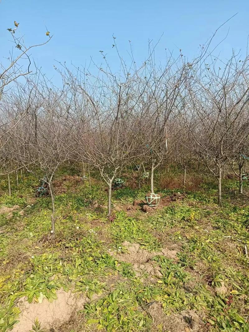 垂丝海棠大量供应