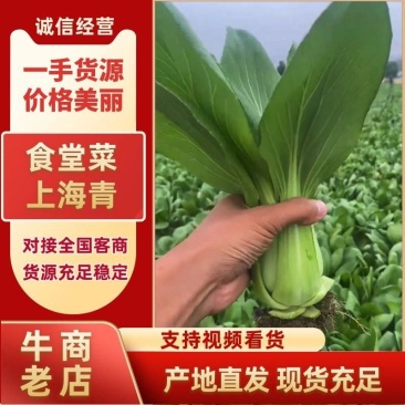 食品厂上海青大量有货价格美丽支持线上交易保障