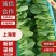 上海青常年有货大量供应产地直发保质保量诚信经营