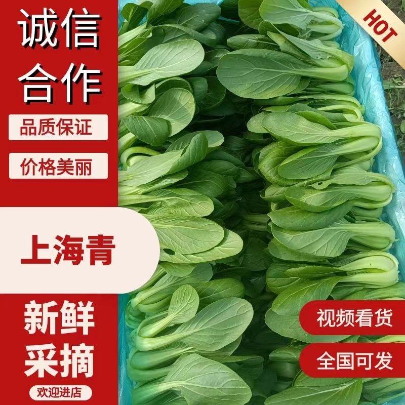 上海青常年有货大量供应产地直发保质保量诚信经营