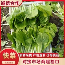 快菜大量有货一手资源产地直发对接全国市场