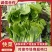 快菜大量有货一手资源产地直发对接全国市场