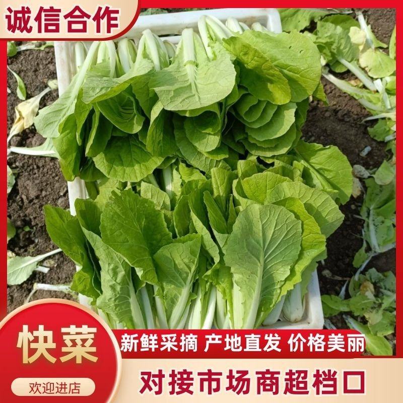 快菜大量有货一手资源产地直发对接全国市场