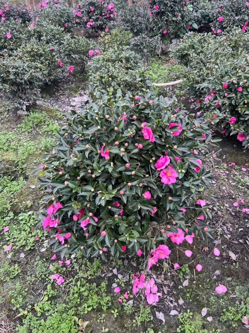 重庆茶梅球80公分100公分120公分150公分批发