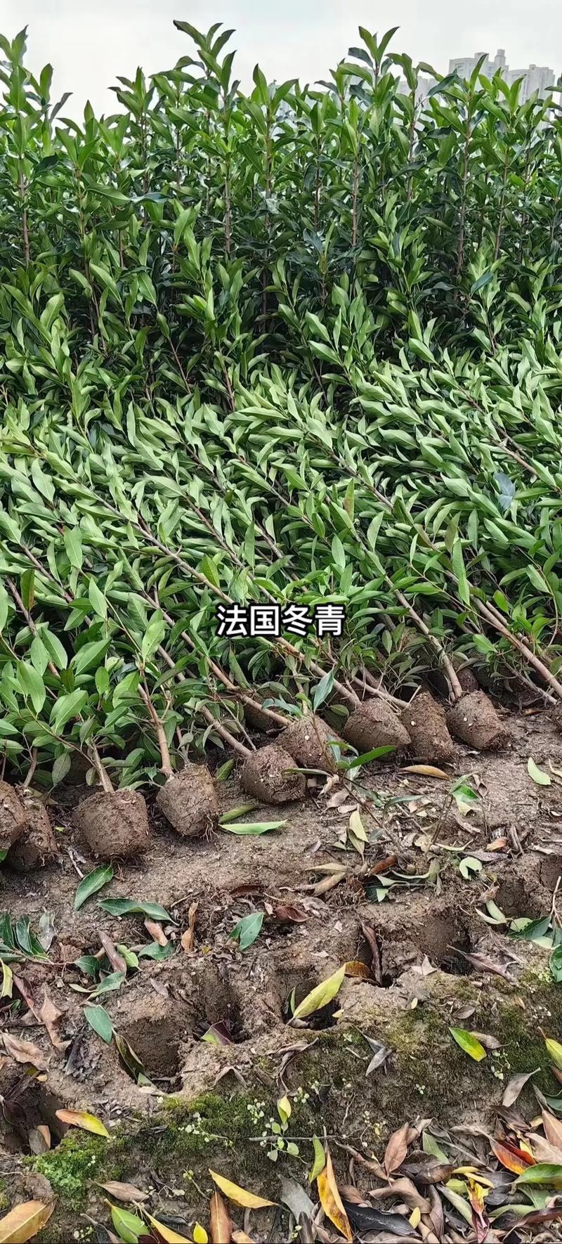 法国冬青珊瑚树苗供应