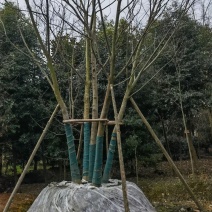 重庆丛生朴树8公分10公分12公分15公分18公分批发