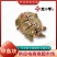 生制甲鱼块(温棚)现杀去内脏甲鱼块厂家直销量大优惠