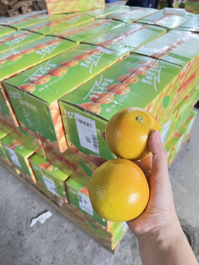 永兴冰糖橙