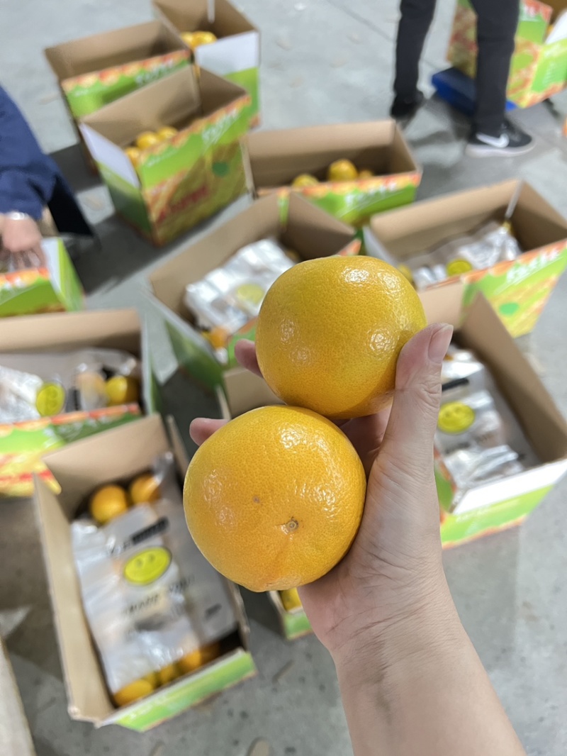 永兴冰糖橙