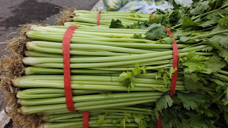 湖北芹菜正在上市，可以配菜