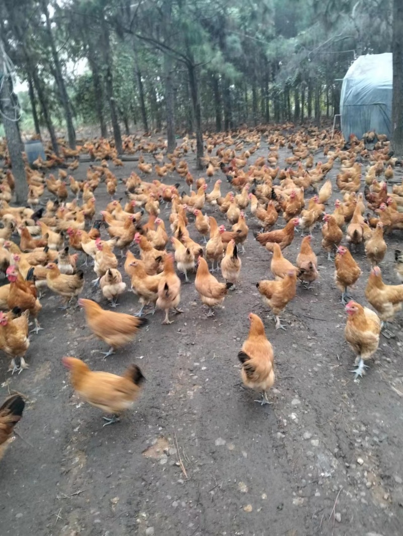 黄羽土鸡，较小品种，天然放养，肉质紧实，味道鲜美，健康