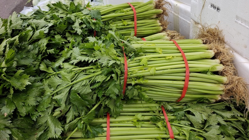 湖北芹菜正在上市，可以配菜