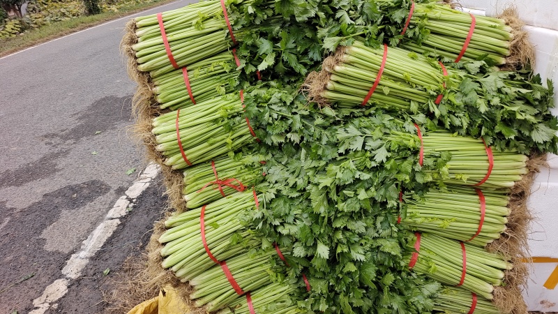 湖北芹菜正在上市，可以配菜