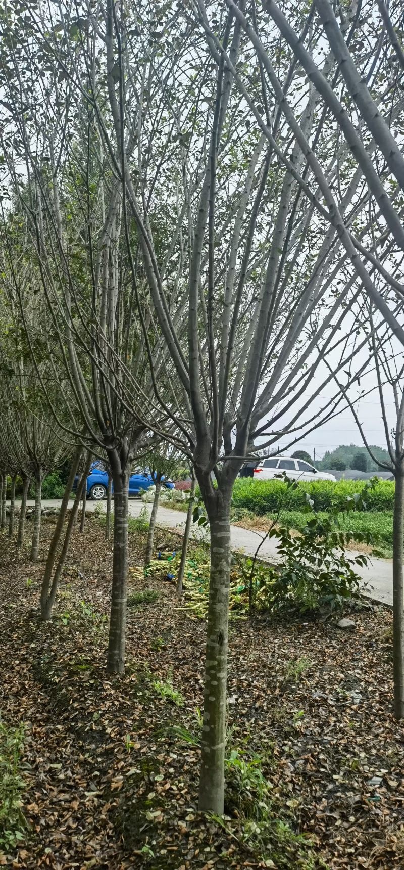 成都西府海棠5公分6公分8公分10公分12公分批发