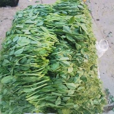 云南豌豆尖