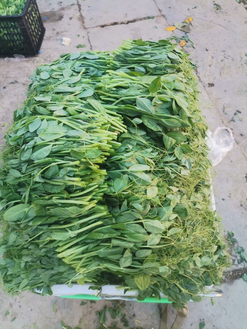 云南豌豆尖