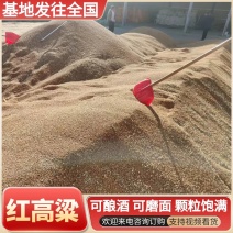 红高粱酿酒用磨面用基地一手货源批发常年供应