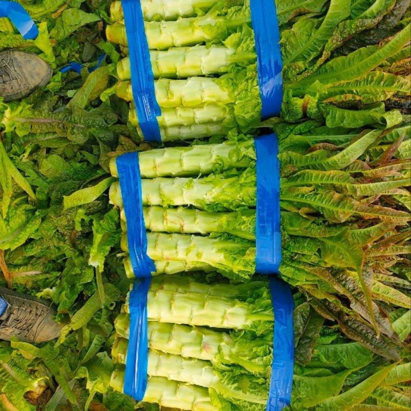【实力】红叶香莴笋湖南精品莴笋产地直发一手货源