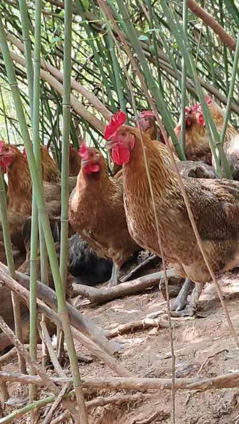青脚麻羽土鸡，较小脚品种，山上全散养，常年有货